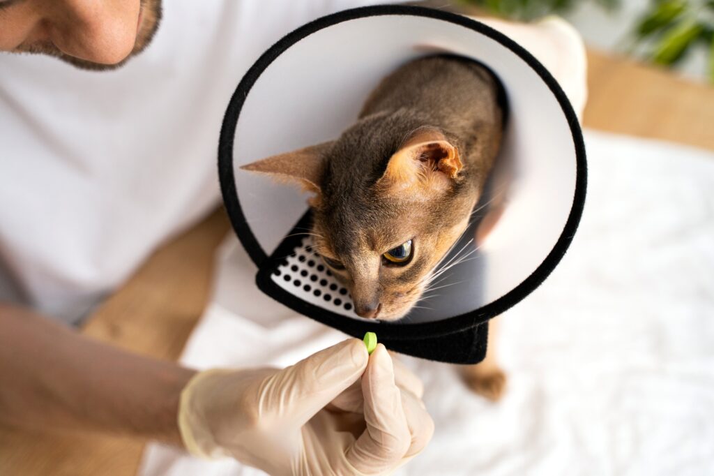 A veterinarian wearing gloves gently gives a prescription pill to a cat in an e‑collar, illustrating Bellevue vet prescriptions in action.