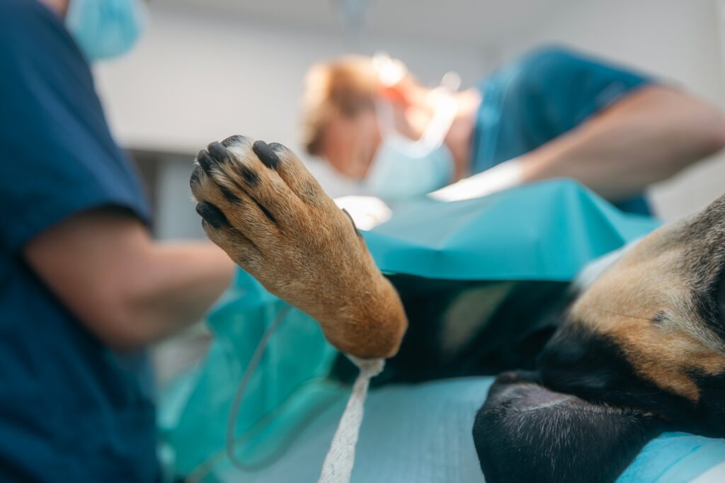 Close-up of a sedated dog’s paw draped in surgical blue cloth on an operating table, with a veterinarian and assistant performing surgery in a sterile clinic setting.