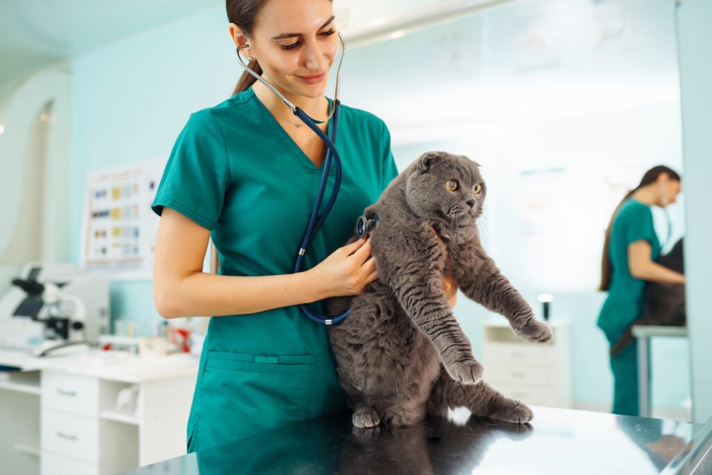 A veterinarian at Crossroads Veterinary Clinic performing Bellevue wellness exams on a grey cat with a stethoscope at an exam table.